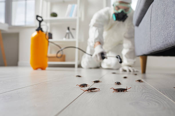 Commercial Kitchen Cockroach Control in Epworth